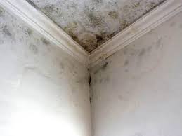 Best Forensic Mold Investigation  in Amite City, LA