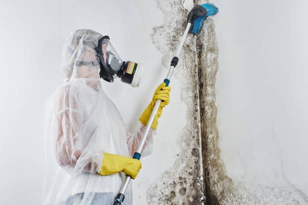 Best Water Damage & Mold Remediation  in Amite City, LA